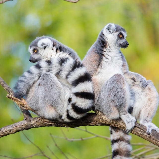 Woodland Park Zoo: Skip The Line - Photo 1 of 10